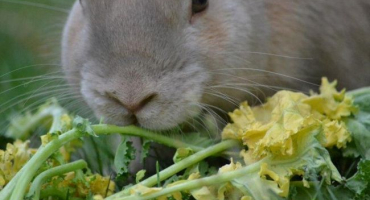 Čím a jak krmit králíčka po porodu a jak zvýšit tvorbu mléka